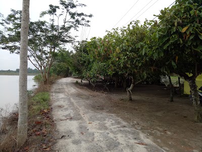 Photos of pisang - pisang