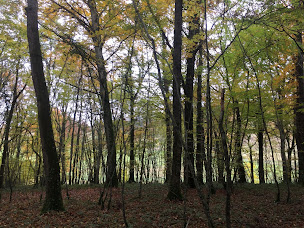 Photo n°5 de Eurl Mathieu Raison Gestion Forestiere à Clamecy (Service forestier)