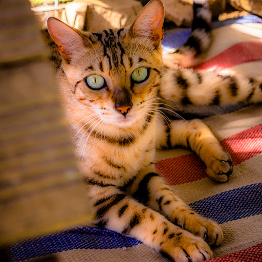 Elevage de chats Bengal Wonderfullarche, chatons Bengal à vendre - Thumbnail