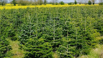 Producteur de sapins de Noël Maison Cartier à Saint-Martin-des-Champs