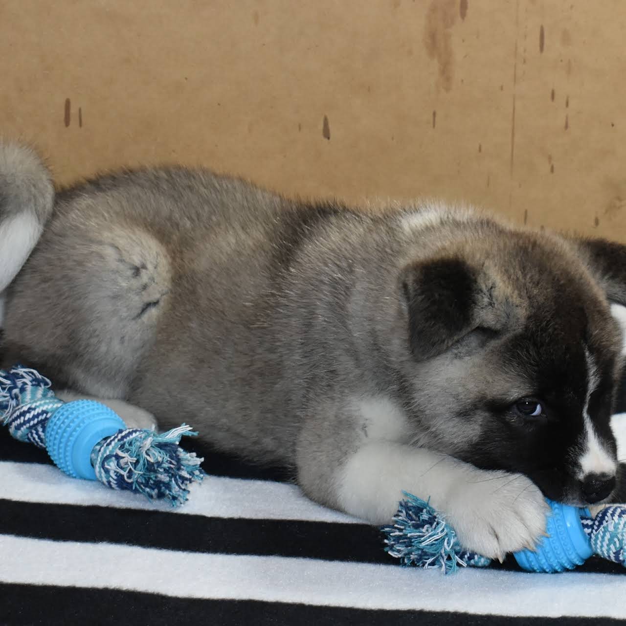 AKC Akita Puppies Cosmic Colors Puppies Akita Puppies For Sale AKC