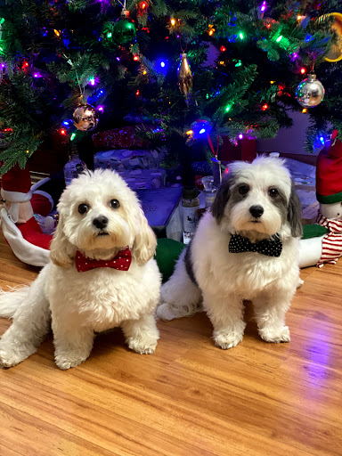 Eltingville Veterinary Practice Gallery - United States