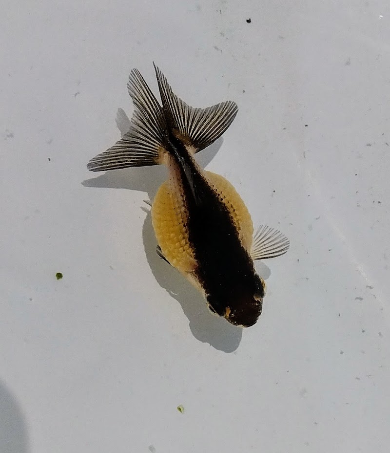 金魚屋うらちゃん