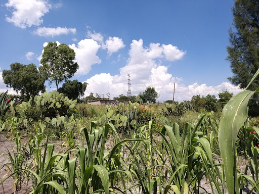 Loma de Guadalupe Gallery - Mexico