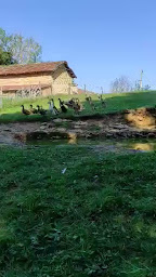 Photo n°24 de La Ferme du facteur Enchantée à Hauterives (Parc animalier et safari)