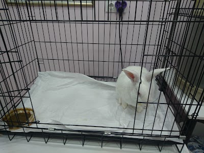 Photos of Petklinik - Veteriner