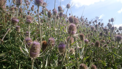 Farlington Marshes Nature Reserve - Thumbnail