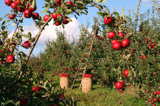 Fruits Et Legumes Provence Indust - Thumbnail