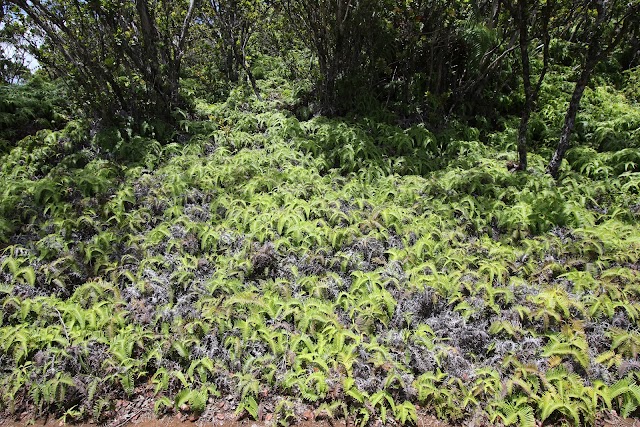 Beginning of Pihea Trail