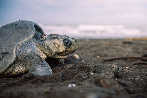 Wonder Away - Costa Rica