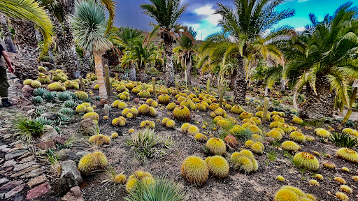 Cactus park bar - Thumbnail