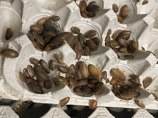 Happy Healthy Feeders - Thumbnail