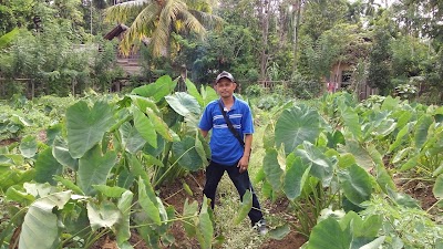 Photos of Kebun Talas Satoimo (Talas Jepang)