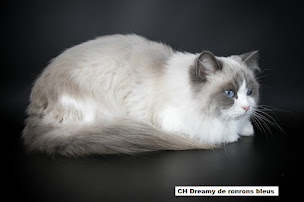 Photo n°4 de Chatterie de ronrons bleus : Élevage de Ragdolls en Haute-Garonne à Bellegarde-Sainte-Marie (Éleveur de chats)
