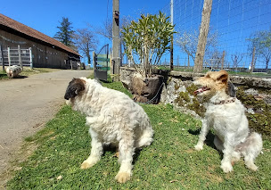 Photo n°17 de FERME PÉDAGOGIQUE LA PRAIRIE DES ANIMAUX Découverte d'animaux insolites à Quézac (Programme de bien-être)