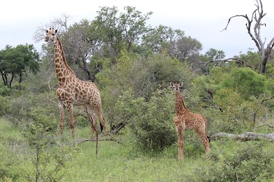 Photos of Kambaku Safari Lodge