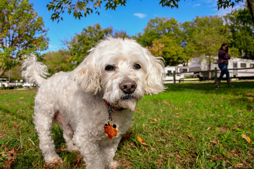 Dallas / Arlington KOA Holiday - Thumbnail