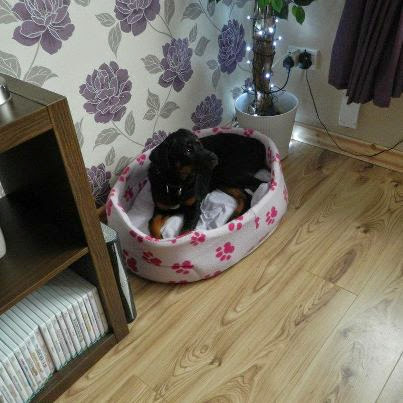 Alnorthumbria Veterinary Group - Ashington - Thumbnail