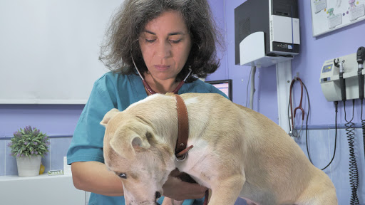 Clinica Veterinaria Teovet