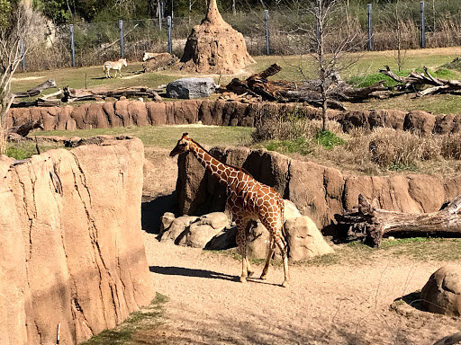 Dallas Zoo Dallas Destimap Destinations On Map