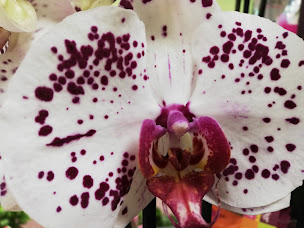 Photo n°35 de SOLANGE FLEURS à Lunéville (Fleuriste)