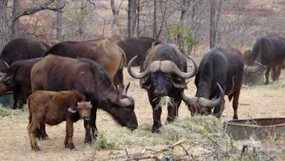 Photos of Leopard Rock Nature Reserve