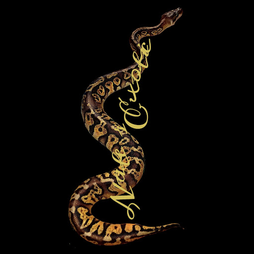 Nate's Exotics - Visual