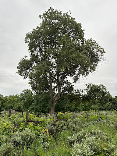 Largest Big Tooth Maple - Visual