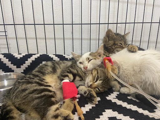 Petika Veteriner Kliniği