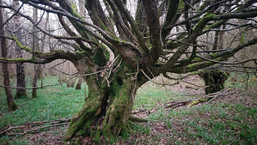Edolph's Copse Gallery - United Kingdom