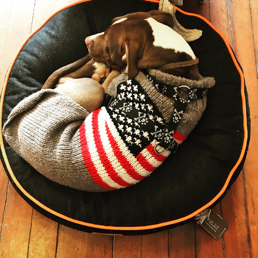 For the Love of Dog - Thumbnail