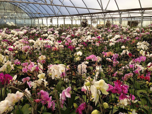 Dr Delphinium Flower & Orchid House - Thumbnail