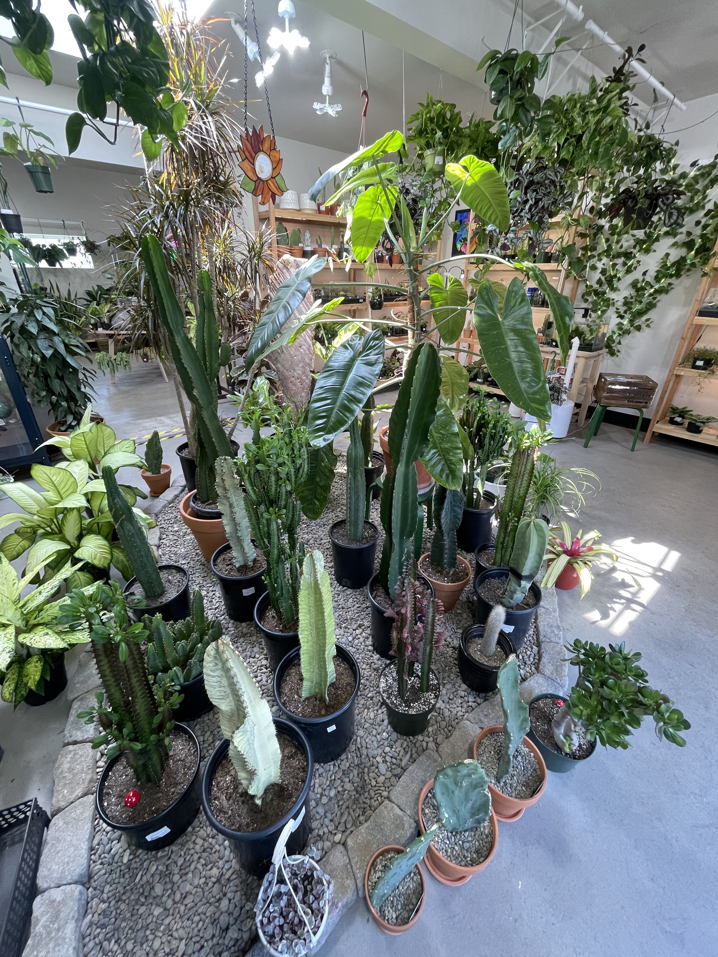 Seattle Plant Daddy