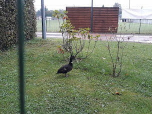 Photo n°73 de Camping Auxi-le-Château 