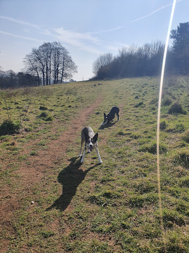 Barber wood