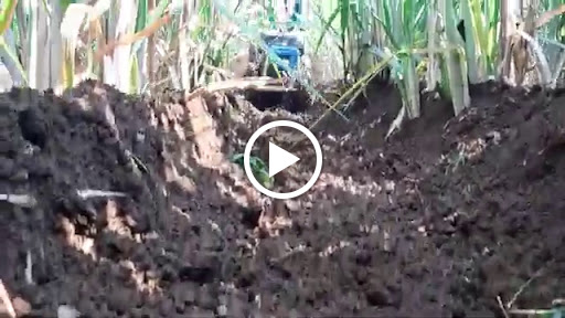 Bcs 740 Action diesel in sugercane om Agro Equipment post image