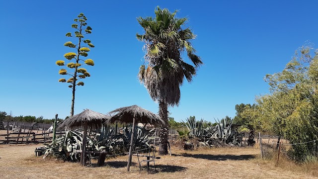 Cactus Park