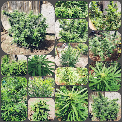 Ultra Health Dispensary North Valley — photo 1