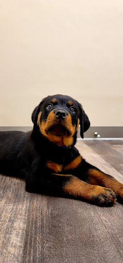 East Tennessee Veterinary Hospital @ Gray - Thumbnail