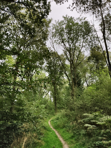 Twyford Woods - Thumbnail