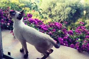 Photo n°7 de Chatterie Diamond Life & Love Deluxe - Elevage de chats Thai et Siamois à Valderoure (Naturopathe)