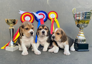 Photo n°2 de Élevage de Beagle du rallie sainte baume à Saint-Maximin-la-Sainte-Baume (Éleveur de chiens)