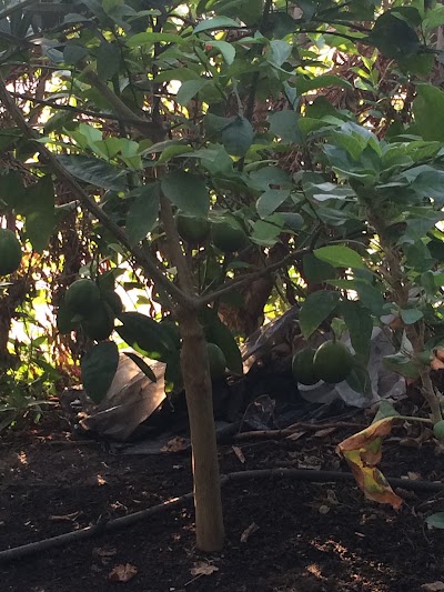 Photos of Farm Ayesh Marzouk Jawasri