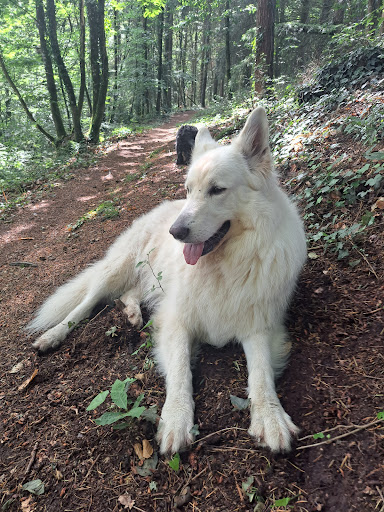 Saint-Martin Woods - Thumbnail
