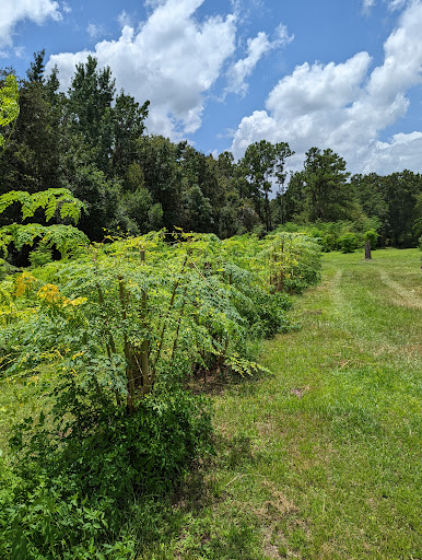 Mormormoringa LLC - Visual