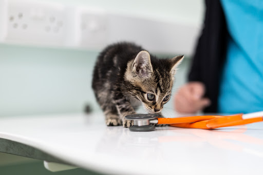 Priory Vets - Thumbnail