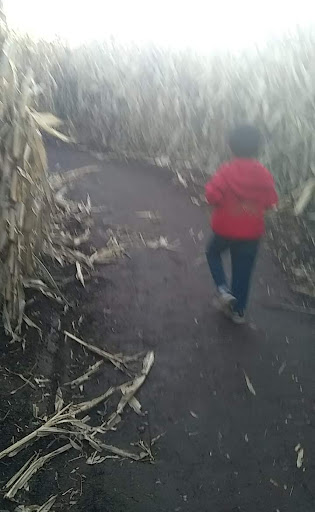 Curfman's massive cornmaze - Thumbnail