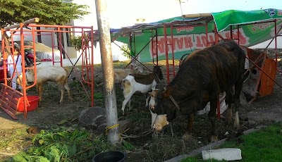 Photos of Perumahan Shangrila Land