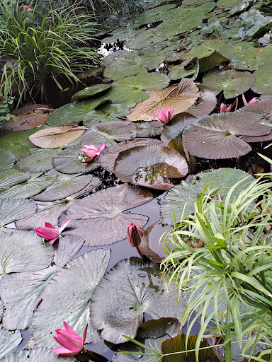 Giardini La Mortella - Parcheggio Auto - Thumbnail