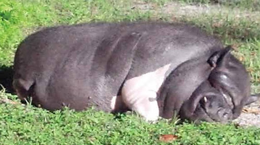 Pigs4Ever - Visual